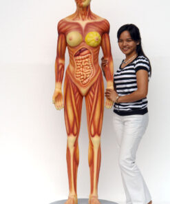 Alternative view of Human Anatomy - Female | JR 2550