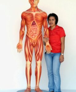 Alternative view of Human Anatomy - Male | JR 2549