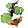 Ying Yang Koi Collage | JR 230014
