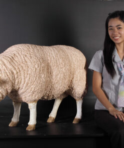 Alternative view of Merino Sheep - Head Down | JR 020409