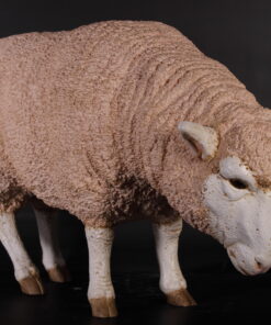 Merino Sheep - Head Down | JR 020409
