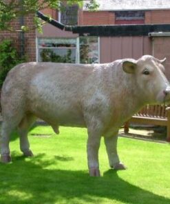 Charolais Bull | JR 2300
