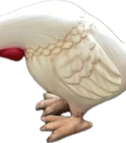 Comic Chicken | JR - C-003
