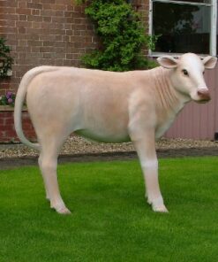 Charolais Calf | JR 1636