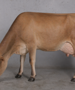 Jersey Cow - Head Down - No Horns | JR 0038