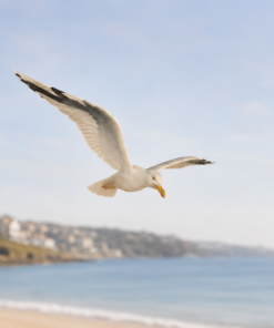 Seagull - Straight Wings | JR R-037