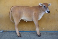 Jersey Calf | JR 1636