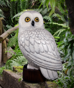 Snowy Owl | JR 190022