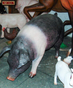 Fat Pig - Saddleback | JR 120073