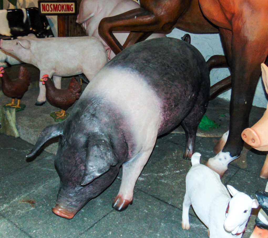 Fat Pig - Saddleback | JR 120073