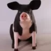 Large Sitting Pig - Black and Pink  | JR 020505