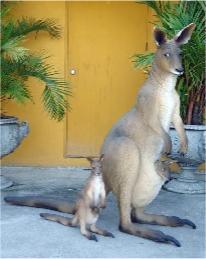 Kangaroo - Brown | JR 2396