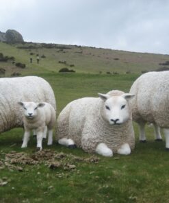 Alternative view of Texelaar Sheep - Head Up | JR 100022