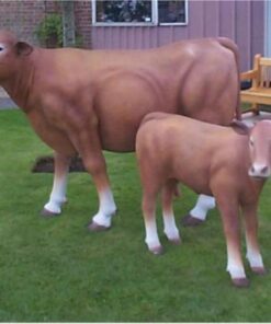 South Devon Calf | JR 1636