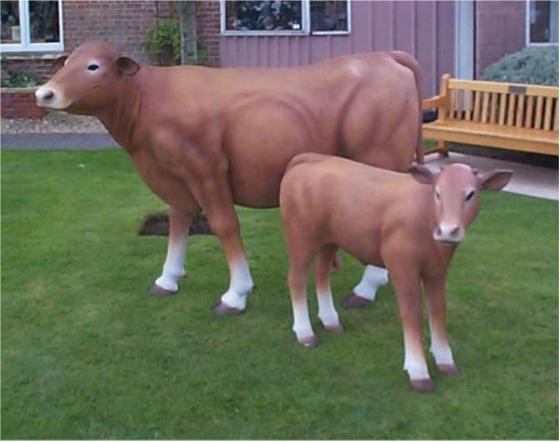 South Devon Calf | JR 1636