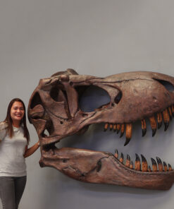 Alternative view of Giant T-Rex Skull Wall Décor | JR 220065