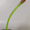 130029 Cherry Single