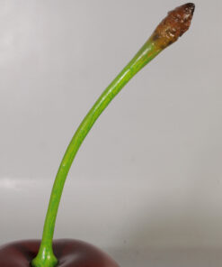 130029 Cherry Single