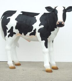 Alternative view of Friesian Calf | JR 1636