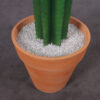 260073 Cactus 6ft
