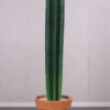 260073 Cactus 6ft