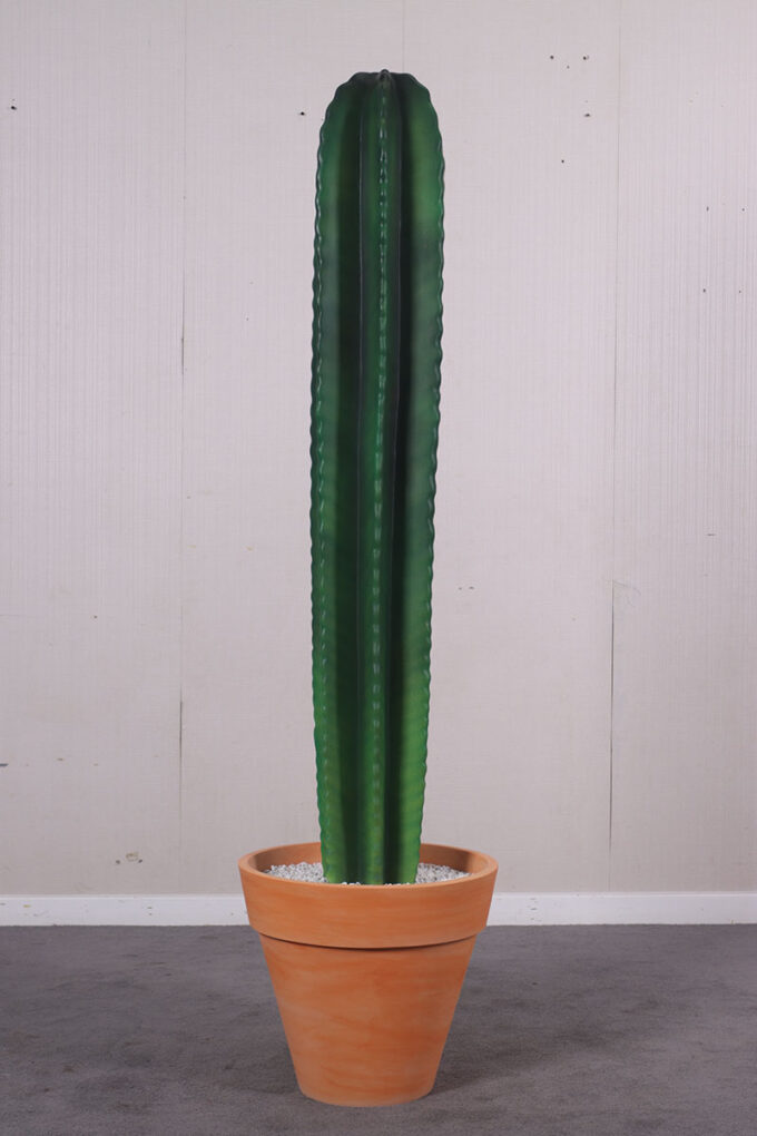 260073 Cactus 6ft