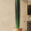 260073 Cactus 6ft