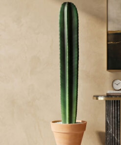 260073 Cactus 6ft