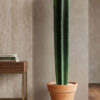 260073 Cactus 6ft